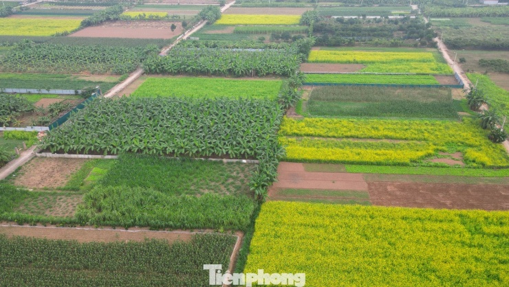 Hà Nội: Dạo chơi trên cánh đồng rực rỡ sắc vàng hoa cải 17 Hà Nội: Dạo chơi trên cánh đồng rực rỡ sắc vàng hoa cải - 16