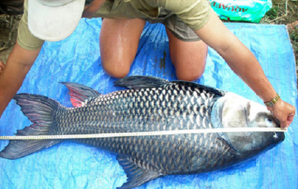 Nuôi loài cá khổng lồ được mệnh danh 'Vua cá nước ngọt': Giá 500.000 đồng/kg, nông dân lãi đậm, thương lái lùng mua 2 Vua cá nước ngọt, cá hô