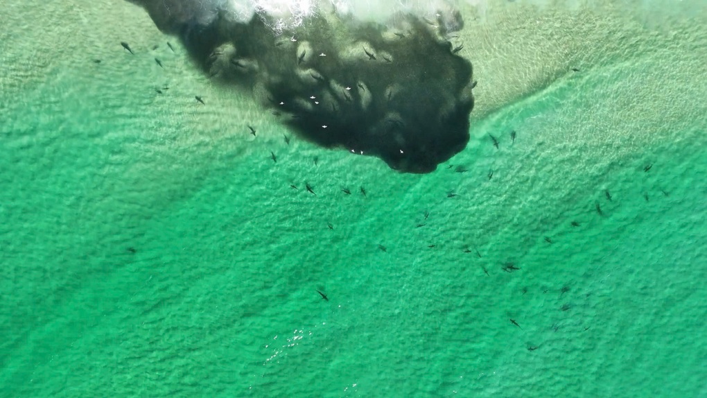 Hàng trăm con cá mập kéo đến săn mồi sát bãi tắm, du khách đứng hình - 2