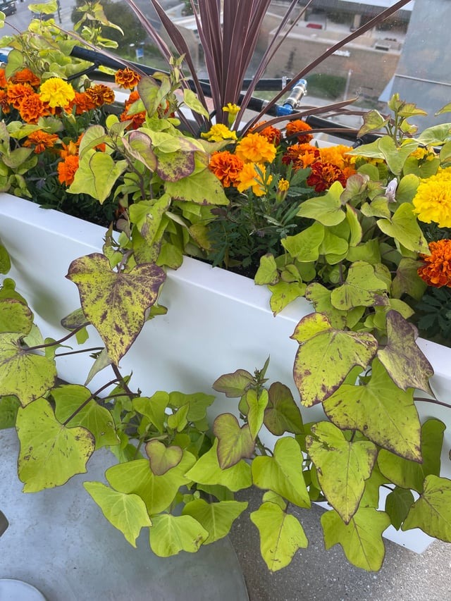 5 vị trí KHÔNG NÊN trồng cây trong nhà kẻo xui xẻo tìm đến, rước họa vào thân- Ảnh 5.