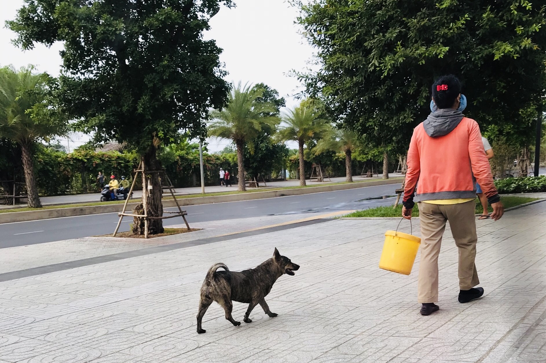 Thả rông chó, mèo phạt bao nhiêu, ai xử phạt?- Ảnh 3. Thả rông chó, mèo phạt bao nhiêu, ai xử phạt?- Ảnh 3.