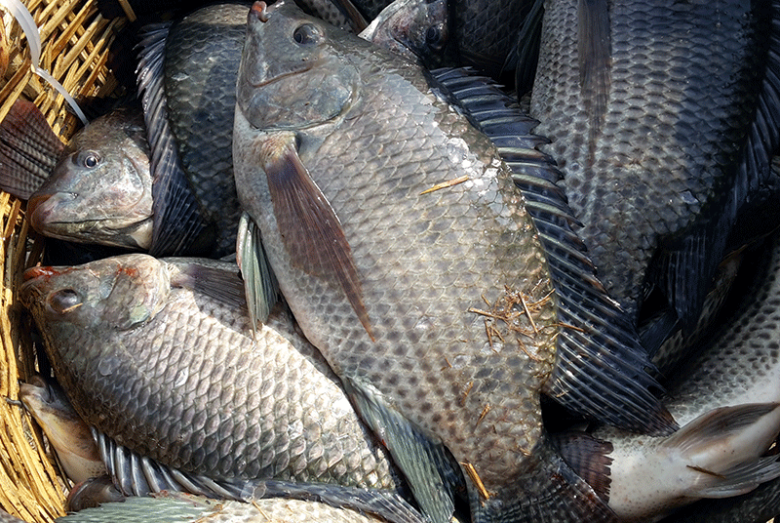 Loại cá dân dã của Việt Nam được ví như “cá hồi thịt trắng”, đạm gấp 7 lần sữa, giá siêu rẻ nấu thế này ăn không thừa một miếng 2 Loại cá dân dã của Việt Nam được ví như “cá hồi thịt trắng”, đạm gấp 7 lần sữa, giá siêu rẻ nấu thế này ăn không thừa một miếng - 2