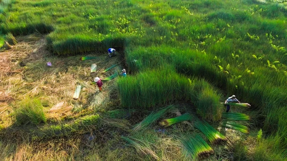 Cánh đồng cỏ bàng vào buổi nắng sớm thu hoạch cỏ bàng 4.jpg