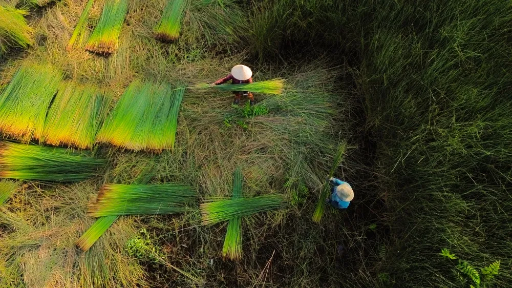 Những cây bàng dài được người dân chất hàng dài nằm trên đồng ruộng. DJI_0897.JPG