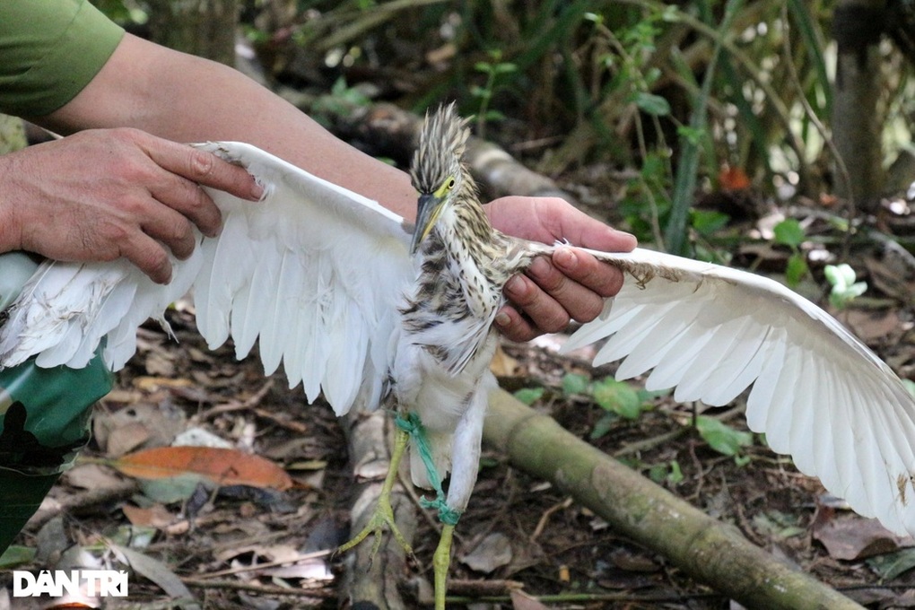 Chơi chim cảnh: Sở thích nhỏ, coi chừng rủi ro lớn - 4