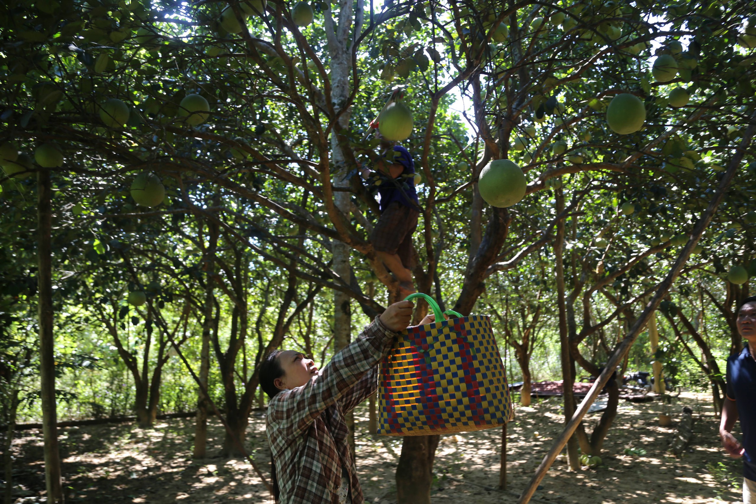 Thoát nghèo nhờ tham gia hợp tác xã 2 Thoát nghèo nhờ tham gia hợp tác xã - Ảnh 2.