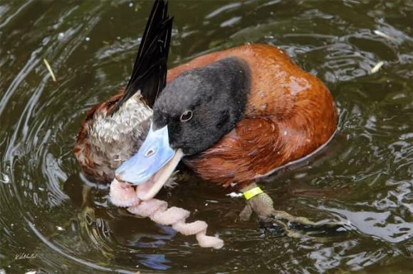 vit-tien-hoa.jpg 0 tiến hoá, con đực