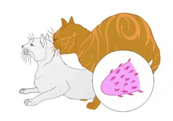 dong-vat (1).jpg 1 tiến hoá, con đực