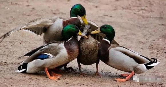 dong-vat (1).jpg 3 tiến hoá, con đực