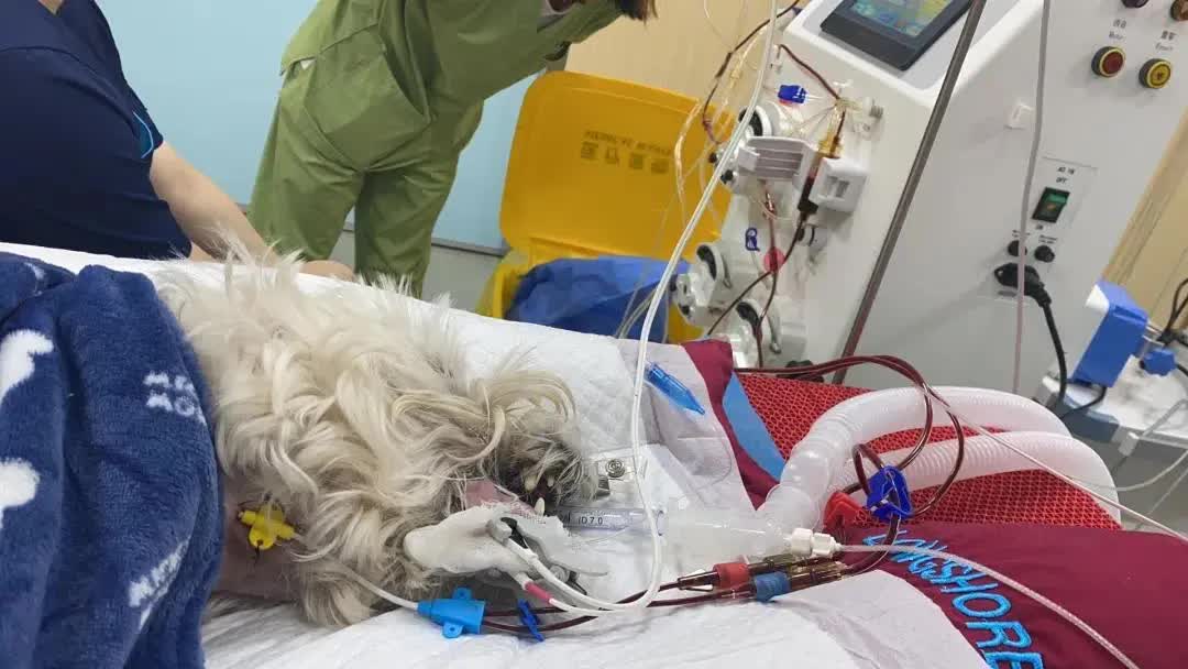 Cô gái bỏ việc, kiên trì đấu tranh 1.185 ngày đòi lại công bằng cho chó cưng bị đầu độc đến tử vong chỉ vì hàng xóm “không thích chó”- Ảnh 2. Cô gái bỏ việc, kiên trì đấu tranh 1.185 ngày đòi lại công bằng cho chó cưng bị đầu độc đến tử vong chỉ vì hàng xóm “không thích chó”- Ảnh 2.