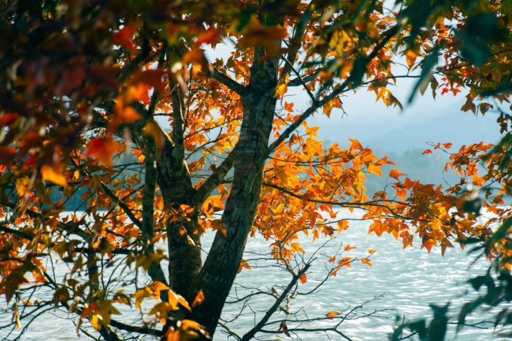 Rừng phong Khe Sanh đổi màu lá, hút khách trekking - 3