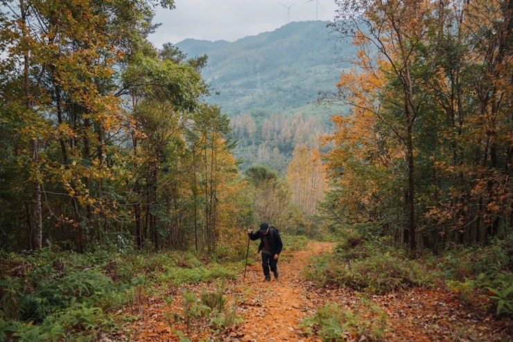 Rừng phong Khe Sanh đổi màu lá, hút khách trekking - 4