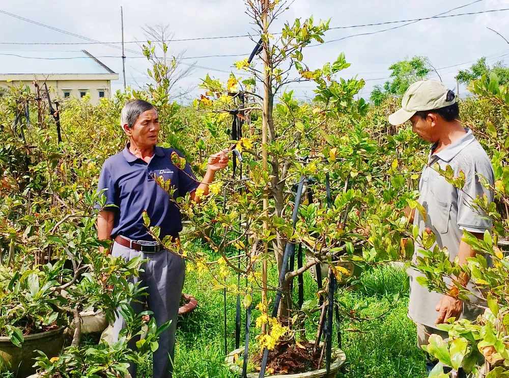 Vườn mai của ông Trần Ngọc Tuấn (tổ dân phố Thái Xuân, phường An Nhơn Bắc) đã nở hoa và hư hỏng nặng, không có hoa bán dịp Tết. Nong-dan-Gia-Lai-mat-Tet-do-mai-bi-thiet-hai-do-mua-bao-2.jpg