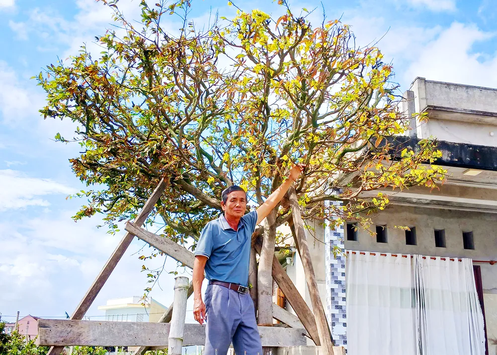 Cây mai cổ thụ của ông Tuấn đã bung hoa vàng rực. Nong-dan-Gia-Lai-mat-Tet-do-mai-bi-thiet-hai-do-mua-bao-1.jpg