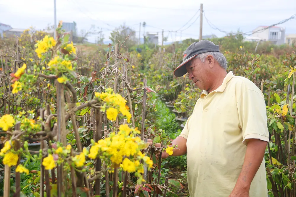 Sau bão lũ, vườn hoa mai ông Trương Hồng Vinh hư hại, bung hoa sớm so với kế hoạch bán hoa Tết hơn 2 tháng. Nong-dan-Gia-Lai-mat-Tet-do-mai-bi-thiet-hai-do-mua-bao-6.jpg