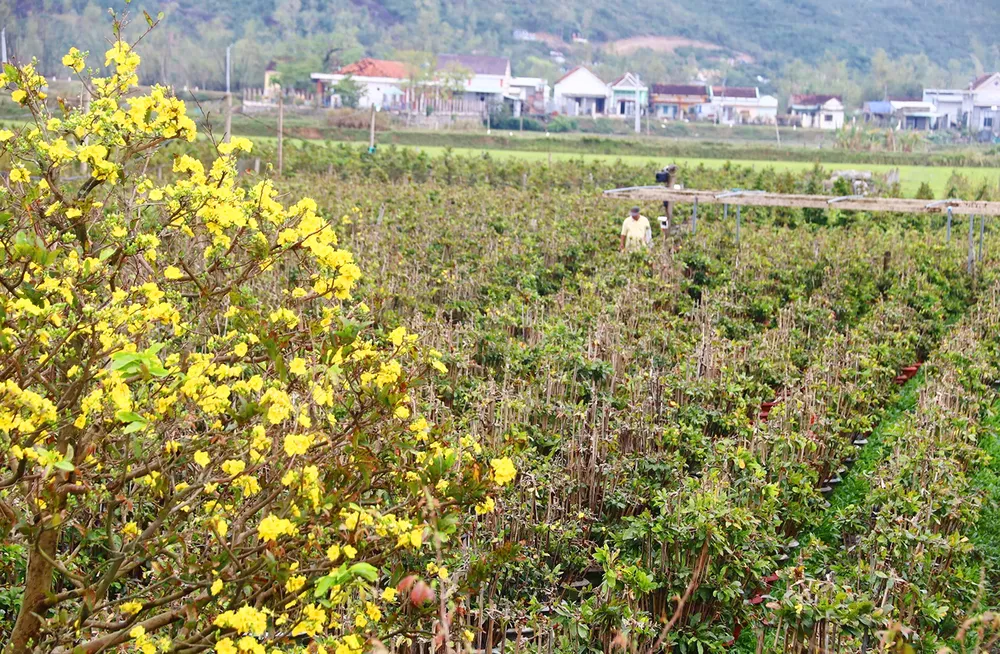 Người trồng mai ở Gia Lai thiệt hại nặng nề do bão lũ. Nong-dan-Gia-Lai-mat-Tet-do-mai-bi-thiet-hai-do-mua-bao-3.jpg