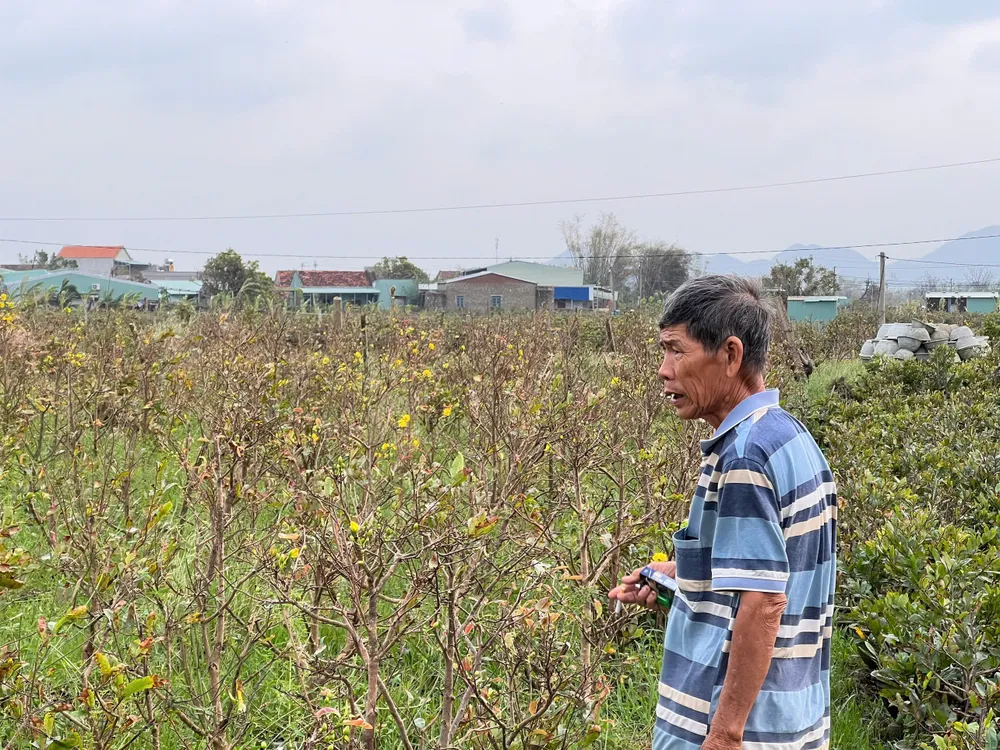 Người dân trồng mai mong muốn cây mai được đưa vào danh mục hỗ thiệt hại do thiên tai để tái sản xuất. Nong-dan-Gia-Lai-mat-Tet-do-mai-bi-thiet-hai-do-mua-bao-7.jpg