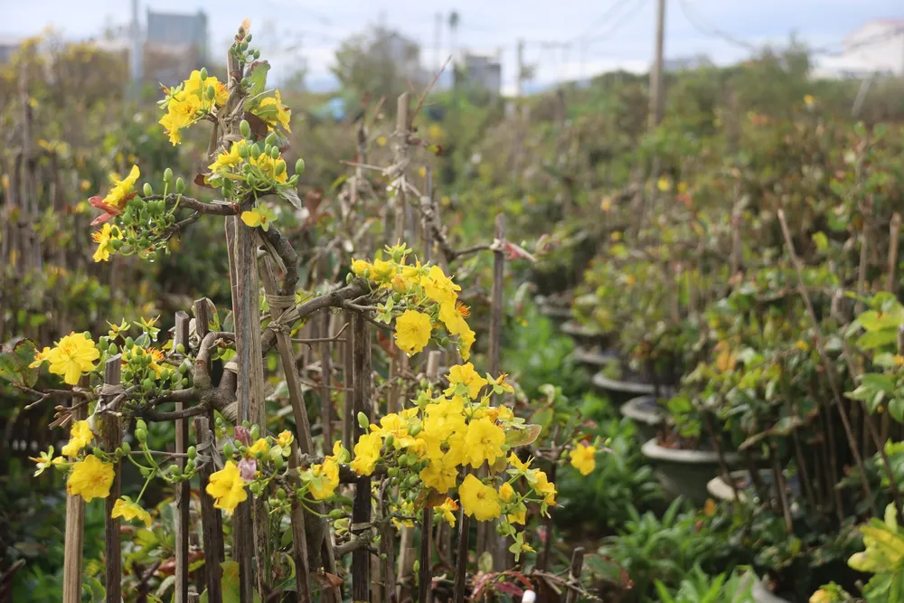 Mưa bão và thời tiết cực đoan khiến cây mai nở sớm, khiến người trồng mai "trắng tay" sau một năm chăm sóc. Nong-dan-Gia-Lai-mat-Tet-do-mai-bi-thiet-hai-do-mua-bao-5.jpg