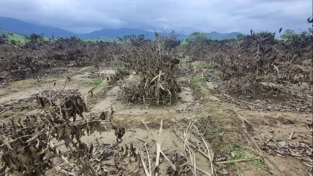 Mưa lũ khiến hàng loạt cây cà phê chết. Ảnh: T.T cánh đồng 8.jpg