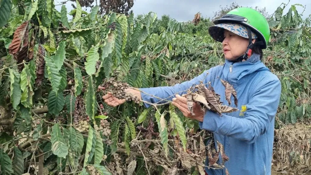 Mưa lũ khiến cà phê bám bùn, ảnh hưởng chất lượng, sản lượng. Ảnh: T.T cánh đồng 7.jpg