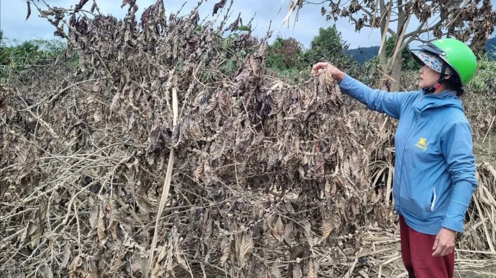 Hàng loạt cây cà phê trên cánh đồng Bầu Dộp đã chết do mưa lũ. Ảnh: T.T cánh đồng 6.jpg