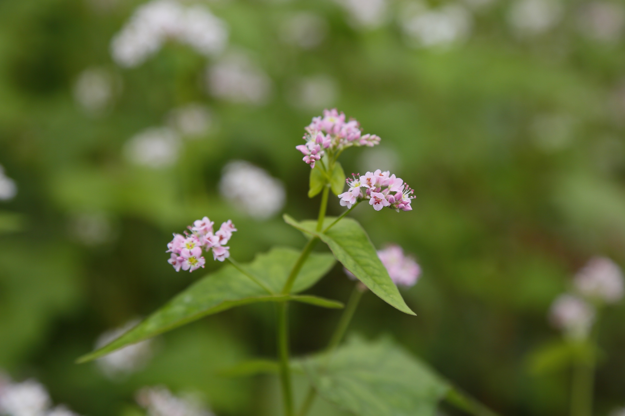 Sắc hồng mơ mộng của Tây Bắc- Ảnh 3. Sắc hồng mơ mộng của Tây Bắc- Ảnh 3.