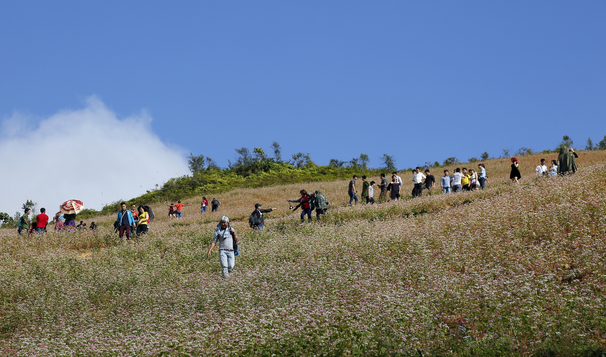 Sắc hồng mơ mộng của Tây Bắc- Ảnh 5. Sắc hồng mơ mộng của Tây Bắc- Ảnh 5.