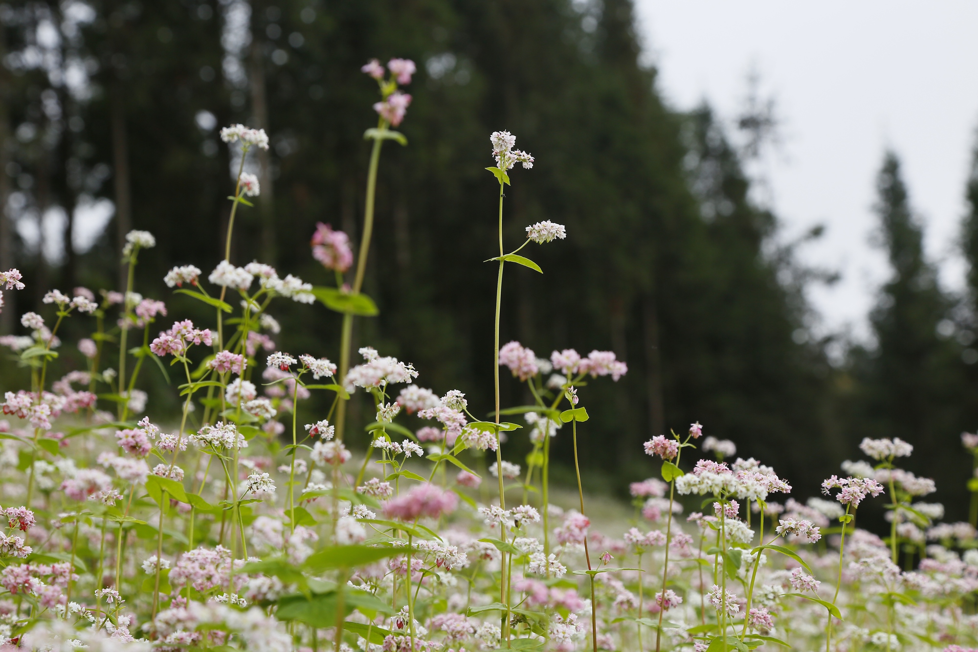Sắc hồng mơ mộng của Tây Bắc- Ảnh 6. Sắc hồng mơ mộng của Tây Bắc- Ảnh 6.