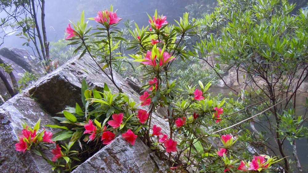 muc-so-thi-kho-bau-xanh-giup-vuon-quoc-gia-bach-ma-thanh-di-san-asean (16).jpg