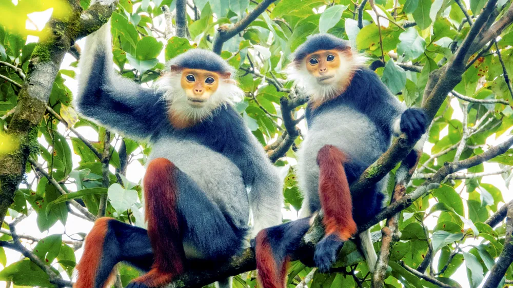 muc-so-thi-kho-bau-xanh-giup-vuon-quoc-gia-bach-ma-thanh-di-san-asean (15).jpg