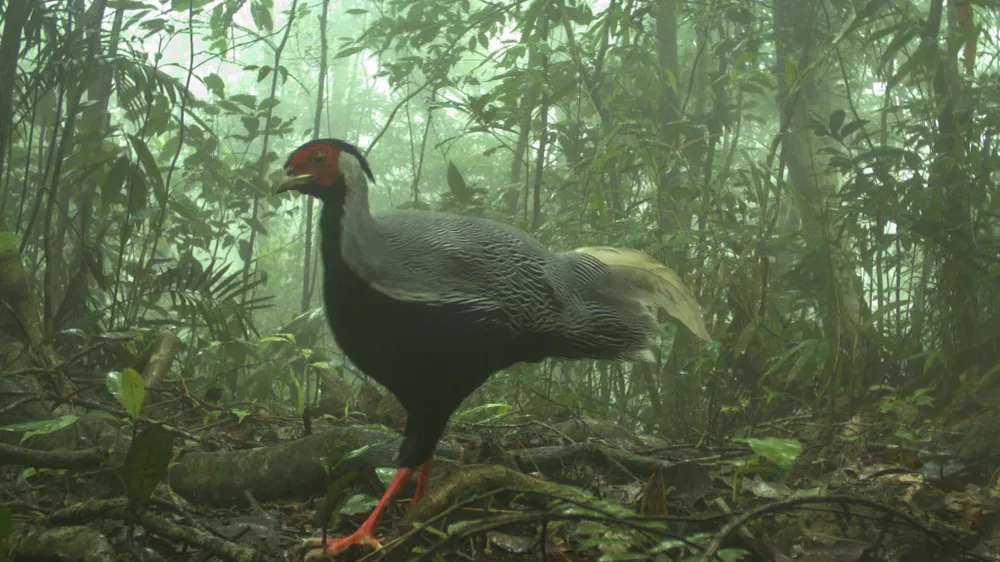 muc-so-thi-kho-bau-xanh-giup-vuon-quoc-gia-bach-ma-thanh-di-san-asean (23).jpg