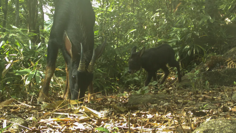 muc-so-thi-kho-bau-xanh-giup-vuon-quoc-gia-bach-ma-thanh-di-san-asean (21).jpg