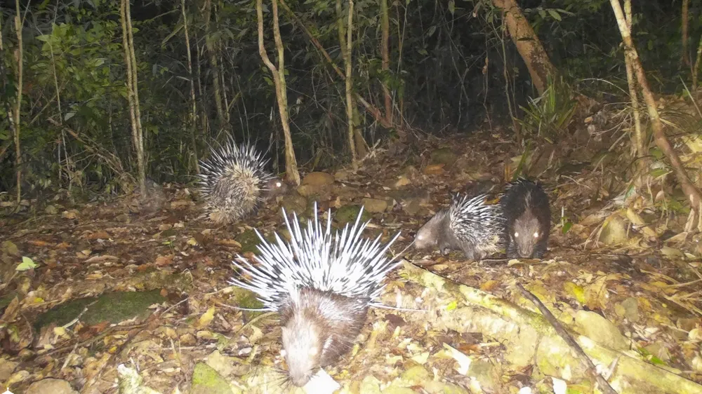 muc-so-thi-kho-bau-xanh-giup-vuon-quoc-gia-bach-ma-thanh-di-san-asean (19).jpg