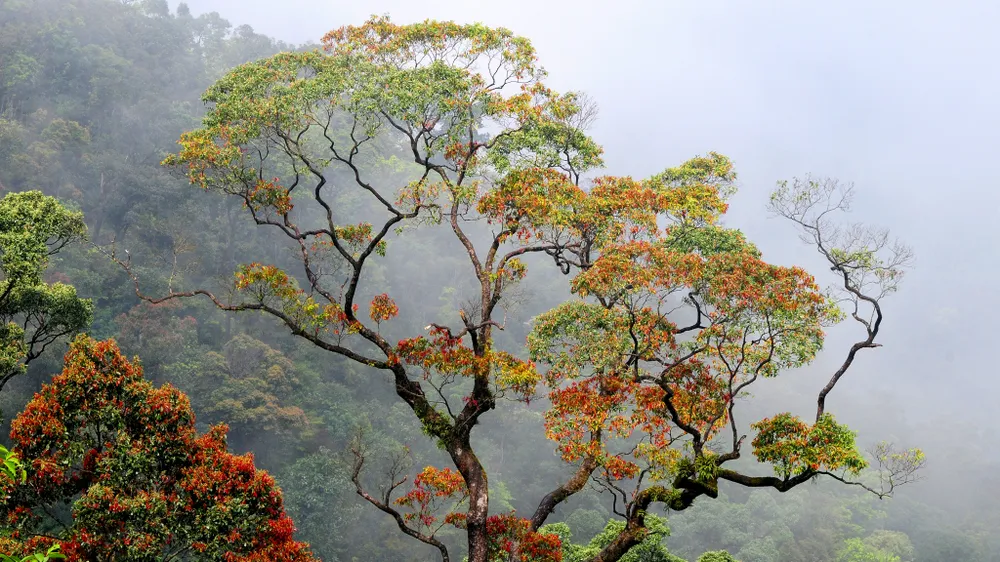 muc-so-thi-kho-bau-xanh-giup-vuon-quoc-gia-bach-ma-thanh-di-san-asean (11).jpg