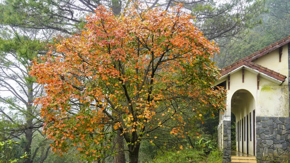 muc-so-thi-kho-bau-xanh-giup-vuon-quoc-gia-bach-ma-thanh-di-san-asean (10).jpg