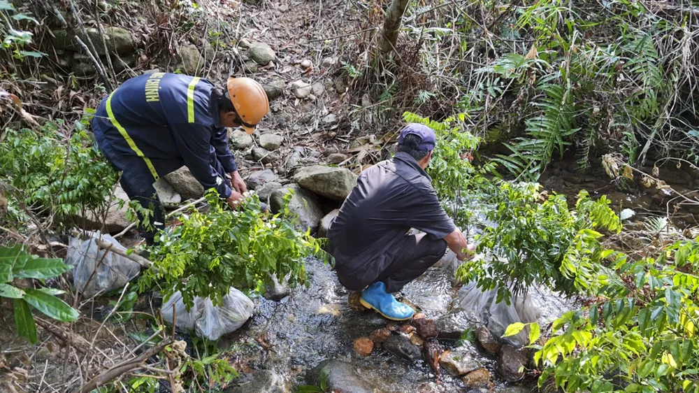muc-so-thi-kho-bau-xanh-giup-vuon-quoc-gia-bach-ma-thanh-di-san-asean (7).jpg
