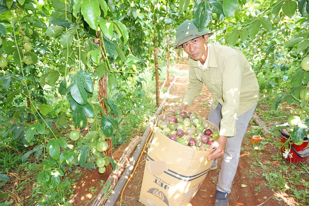 Giá chanh leo bán tại các thị trường EU, Mỹ, Nhật Bản và Trung Quốc... rất cao và hàng rào kỹ thuật cũng rất khắt khe. Dien-dan-phat-trien-chanh-leo-ben-vung-2.jpg