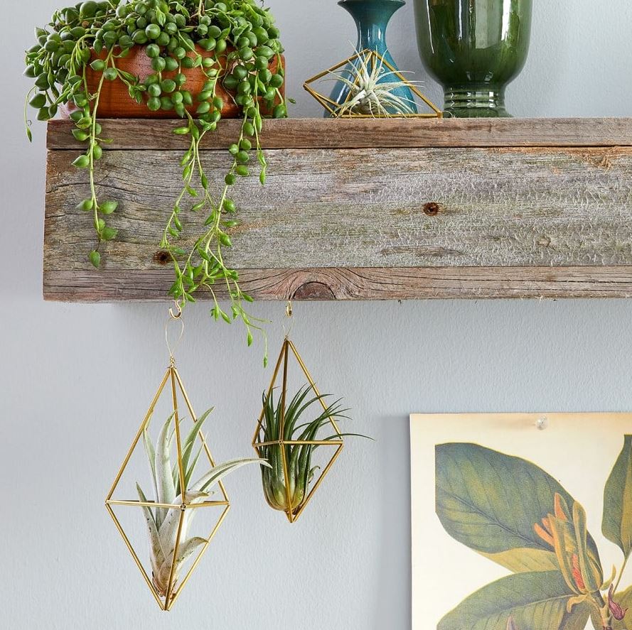 4 sai lầm thường gặp nhất khi trồng cây trong nhà- Ảnh 2. 4 sai lầm thường gặp nhất khi trồng cây trong nhà- Ảnh 2.