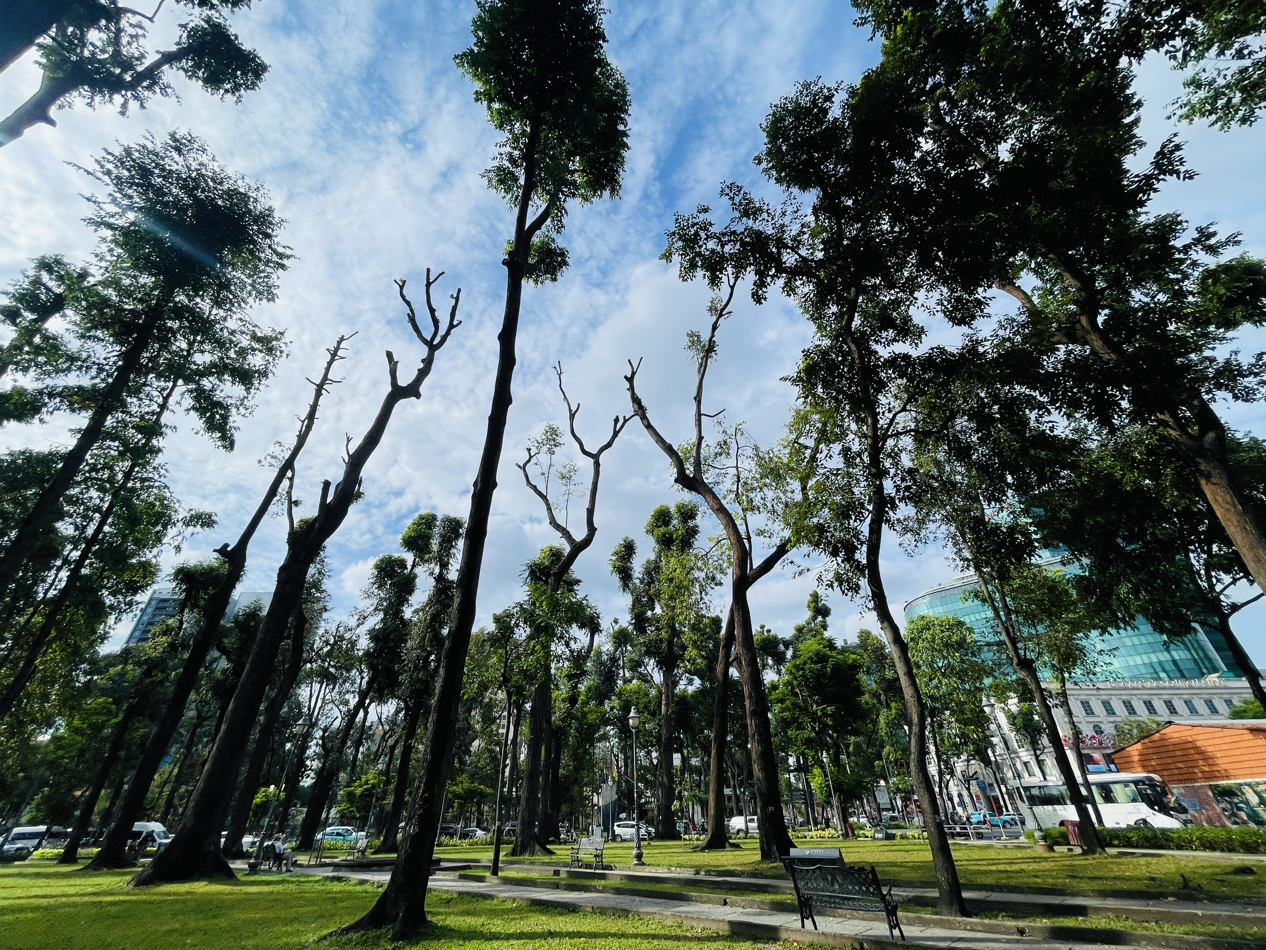 TP.HCM: Vì sao cây xanh ở công viên 30-4 phải cắt tỉa trơ trọi 'như trụ điện'? - Ảnh 3.