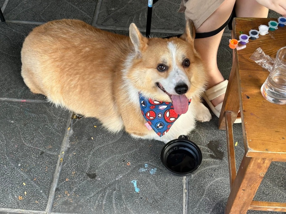 Khách lấy cốc của người cho thú cưng uống tại quán cà phê ở Hà Nội - 2