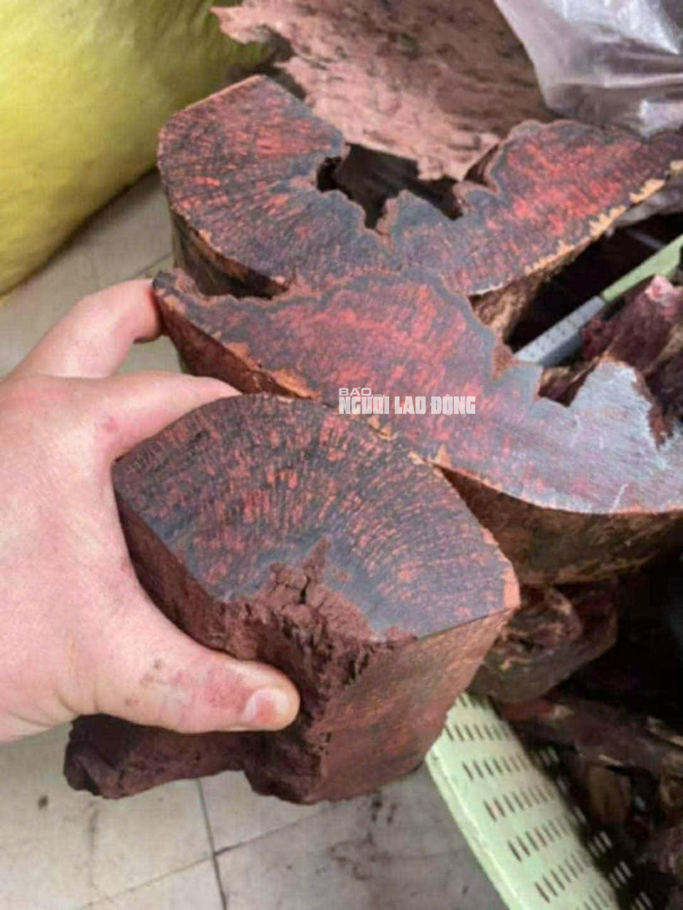 Loài gỗ Loài gỗ