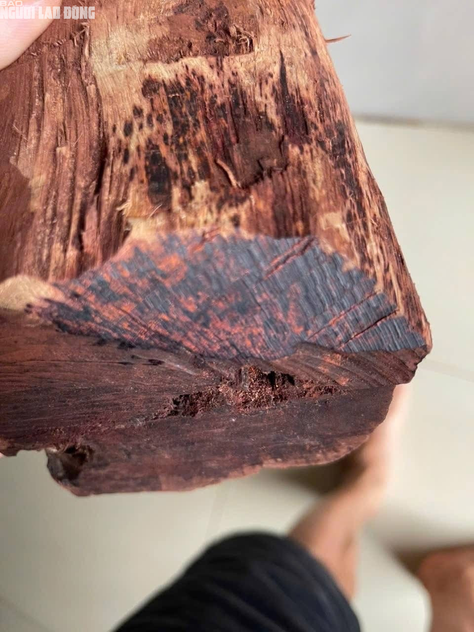 Loài gỗ Loài gỗ