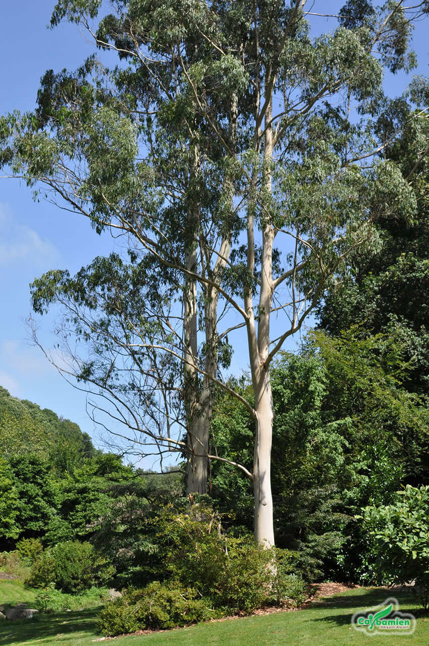 3 loại cây phổ biến song không nên trồng sát nhà: Có loại phá hỏng móng, có loại nguy hiểm vì 3 loại cây phổ biến song không nên trồng sát nhà: Có loại phá hỏng móng, có loại nguy hiểm vì