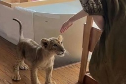 Tranh cãi khu resort ở Trung Quốc cho sư tử vào đánh thức khách