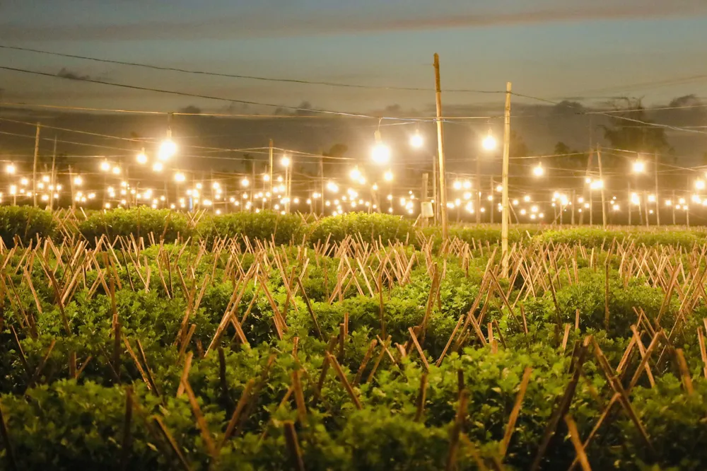 trieu-anh-den-lung-linh-lang-hoa-cuc-tet- (27).jpg