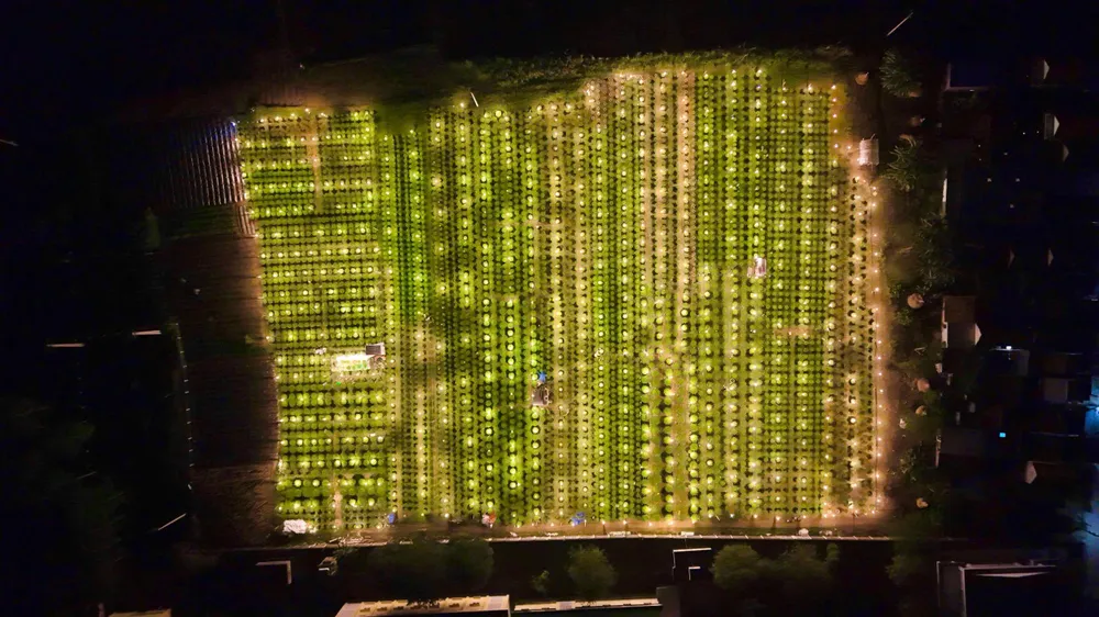 trieu-anh-den-lung-linh-lang-hoa-cuc-tet- (22).jpg