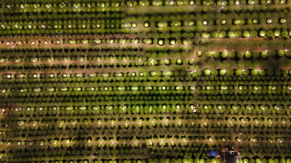 trieu-anh-den-lung-linh-lang-hoa-cuc-tet- (19).jpg