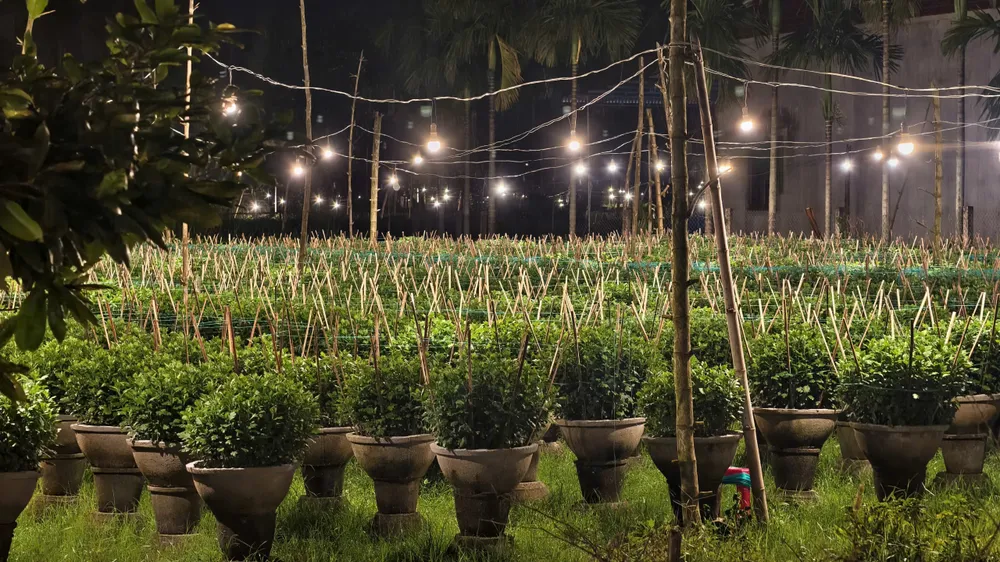 trieu-anh-den-lung-linh-lang-hoa-cuc-tet- (11).jpg