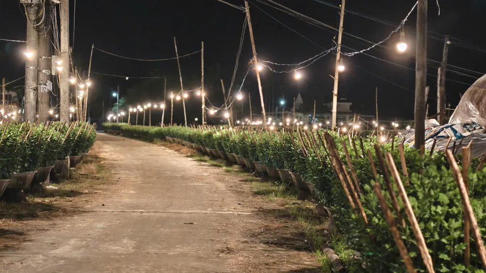 trieu-anh-den-lung-linh-lang-hoa-cuc-tet- (3).jpg