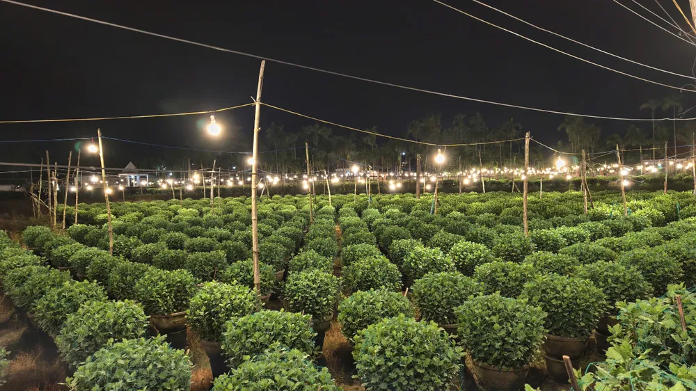 trieu-anh-den-lung-linh-lang-hoa-cuc-tet- (4).jpg